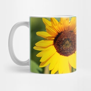 Sunflower close up Mug